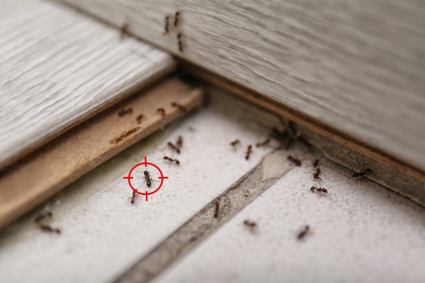 Best Emergency Pest Control  in Liberty Lake, WA