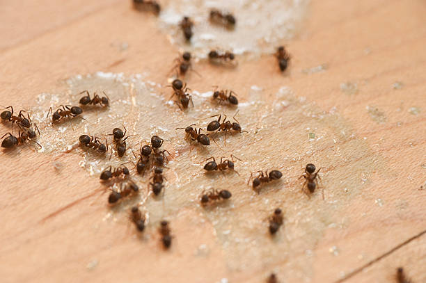 Flea Control Services in Liberty Lake, WA